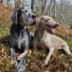 Dog Poop Pickup in West Bloomfield Township Michigan