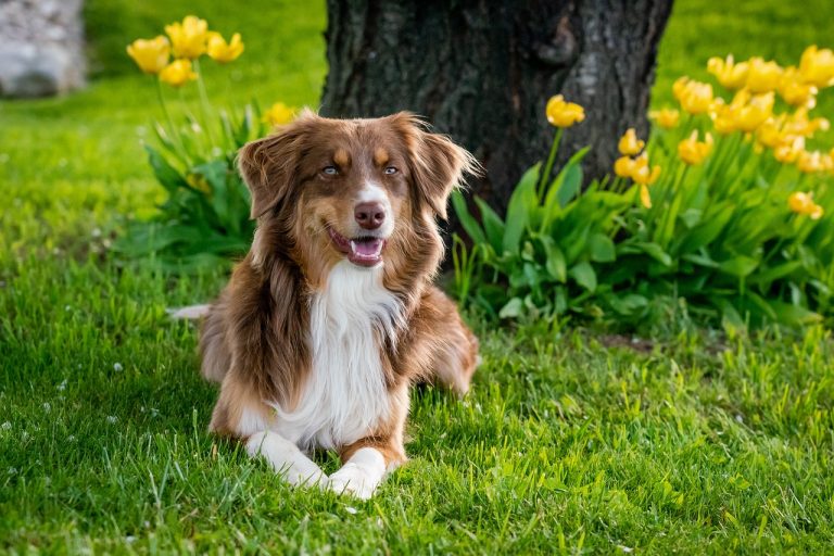 Dog Poop Pickup in West Bloomfield Township Michigan