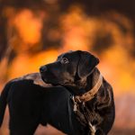 Dog Poop Pickup in West Bloomfield Township Michigan