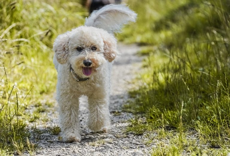 Dog Poop Pickup in West Bloomfield Township Michigan