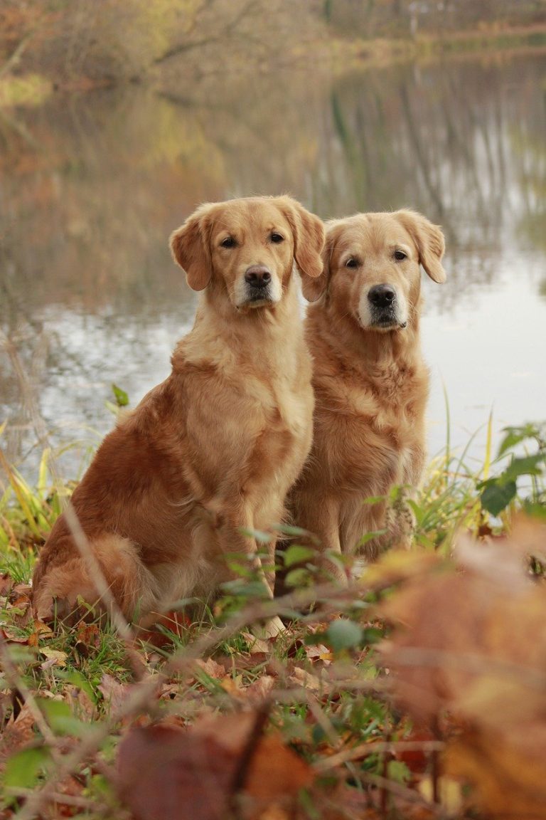 Dog Poop Pickup in West Bloomfield Township Michigan