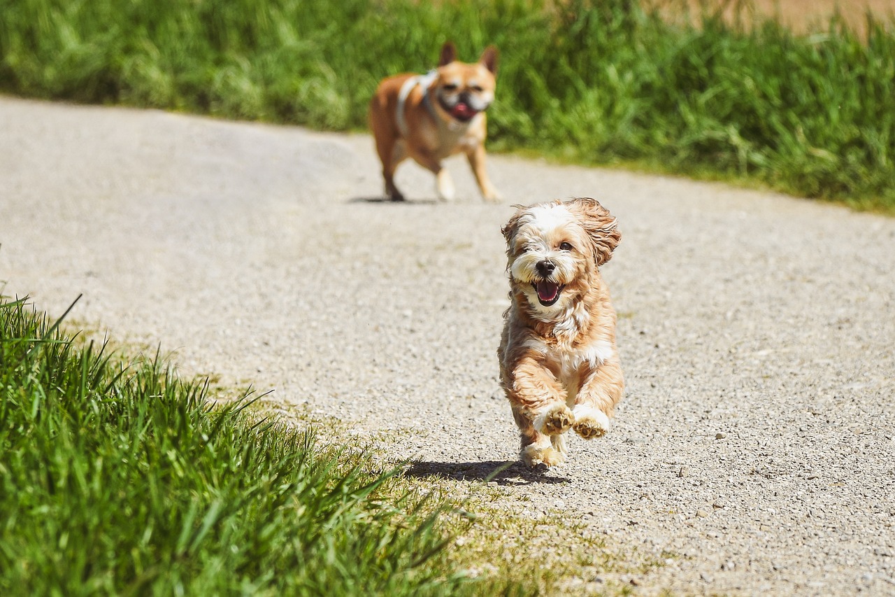 Dog Poop Pickup in West Bloomfield Township Michigan