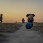 Dog Poop Pickup in West Bloomfield Township Michigan